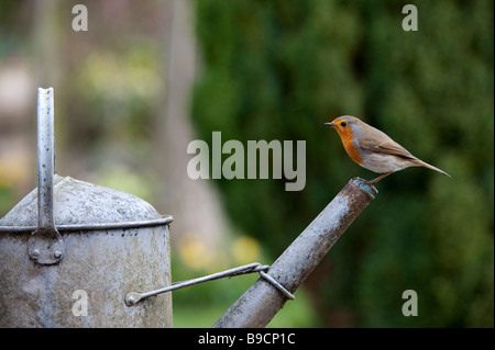 Robin thront auf dem Auslauf einer Metall Gießkanne Stockfoto