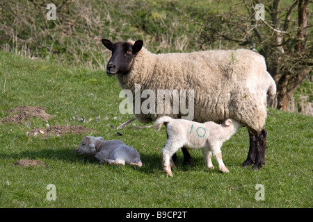 Schaf mit Lamm Fütterung Stockfoto