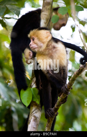 Ein paar White-faced Kapuziner (Cebus Capucinus) in einem Baum im Manuel Antonio National Park in Costa Rica. Stockfoto