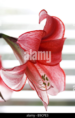 Nahaufnahme von einem einzigen Tiger lilly Stockfoto