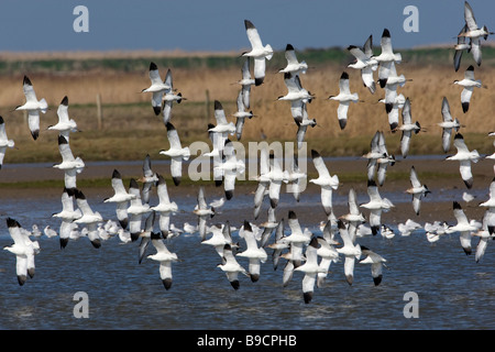 Herde von Säbelschnäblern fliegen über Sümpfe an Norfolk Küste Stockfoto