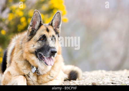 Deutscher Schäferhund liegend vor bush Stockfoto