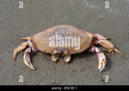 Dungeness Krabbe am Strand - Krebs Magister auf Long Beach, Pacific Rim National Park, Vancouver Island, British Columbia, Kanada Stockfoto