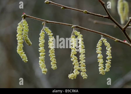 Catkins von Hazel Corylus avellana mit den weiblichen Blumen, Wales, Großbritannien. Stockfoto