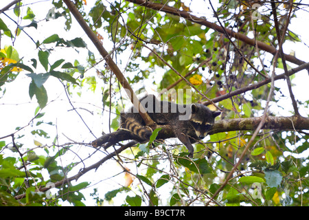 Krabbe-Essen Waschbär (Procyon Cancrivorus) im Manuel Antonio National Park in Costa Rica. Stockfoto