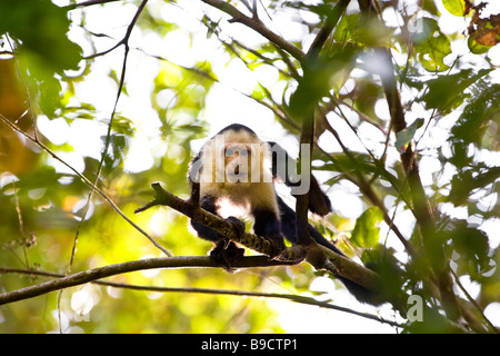 White-faced Capuchin (Cebus Capucinus) in einem Baum im Manuel Antonio National Park in Costa Rica. Stockfoto