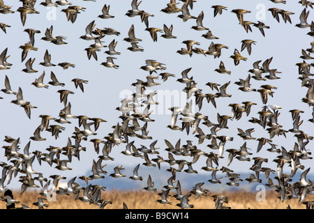 Ein Flug von Golden Regenpfeifer im Winterkleid über Röhrichten Stockfoto