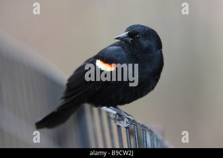 Red winged Blackbird Agelaius Phoeniceus Phoeniceus männlichen sitzen auf Drahtzaun Stockfoto