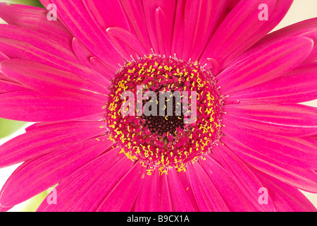 Extreme Nahaufnahme von der Innenseite der eine rosa Blume Stockfoto