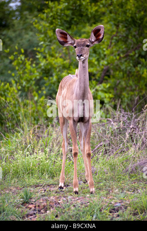 Eine weibliche Kudu eine großen Arten von Antilopen auf einer südafrikanischen Wildfarm Stockfoto