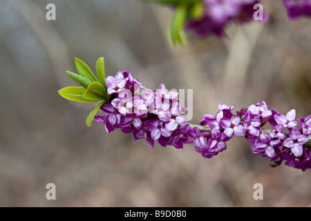 Daphne Mezereum, eine Art von Daphne in blühende Pflanzenfamilie Thymelaeaceae. Grande Cariçaie Nature Reserve, Schweiz Stockfoto