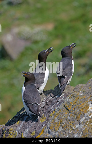 Trio von Tordalken Alca Torda auf der Isle of Lunga, Treshnish Isles, Schottland. Stockfoto