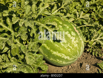 Reife Wassermelone auf Weinstock, Pre-Ernte. Stockfoto