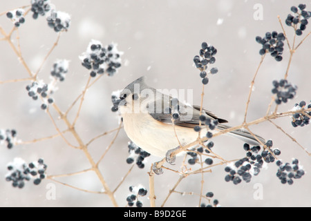 Tufted Meise im Winter Schnee und Liguster Stockfoto