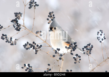 Tufted Meise im Winter Schnee und Liguster Stockfoto