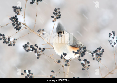 Tufted Meise im Winter Schnee und Liguster Stockfoto