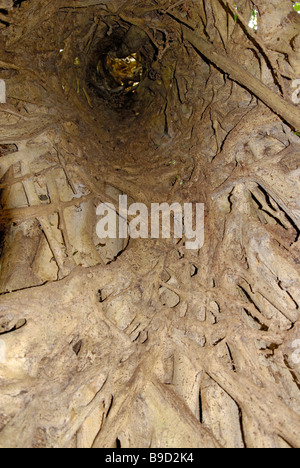 Das Innere von einem riesigen Würgefeige, Ficus Aurea. Stockfoto