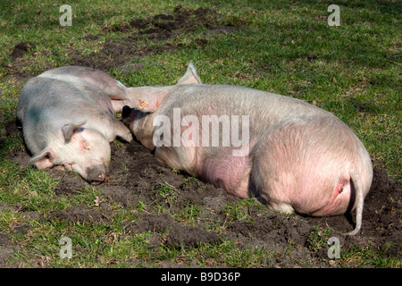 Zwei Schweine auf einer Schweinefarm in einem sonnigen Bereich schlafen. Stockfoto