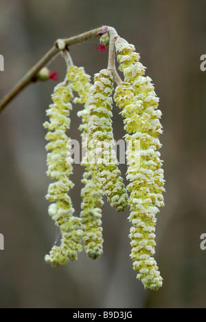 Nahaufnahme von Hazel Corylus avellana mit den weiblichen Blumen, Wales, Großbritannien. Stockfoto