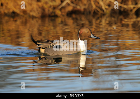 Nördliche Pintail (Anas Acuta) Stockfoto