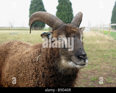 "Soay-Schafe" Stockfoto