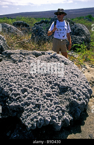 Naturforscher, Hirnkoralle, Insel Isabela, Albemarle Insel, Galapagos-Inseln, Ecuador, Südamerika Stockfoto