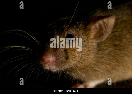 Hausmaus Mus musculus Stockfoto