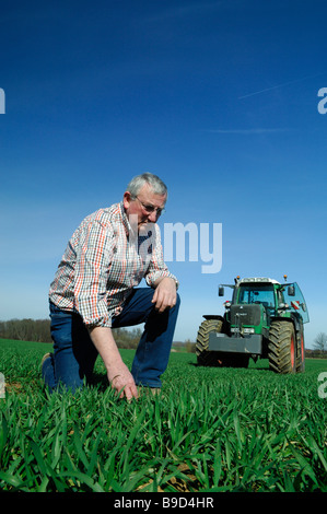 Ein französischer Bauer im Feld Prüfung Anfang Weizenpflanzen Stockfoto