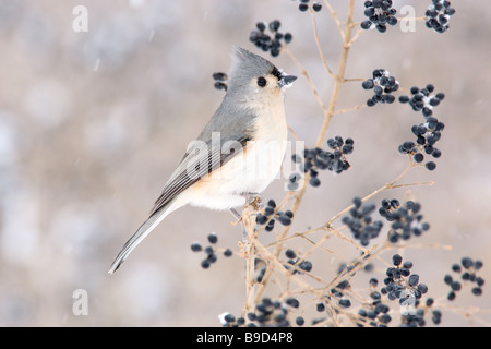 Tufted Meise im Winter Schnee und Liguster Stockfoto