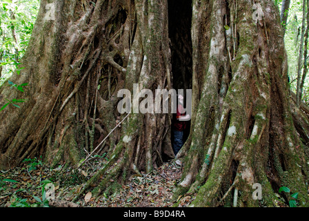 Junge steht im Inneren einer riesigen Würgefeige, Ficus Aurea. Stockfoto