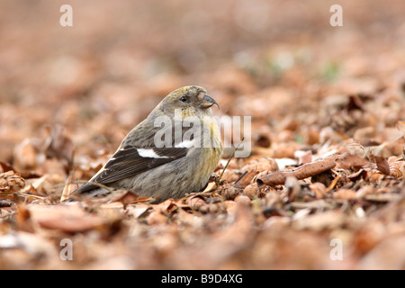 Weibliche White winged Gegenwechsel Stockfoto