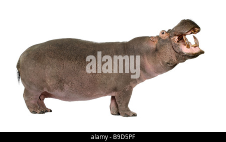 Nilpferd Hippopotamus Amphibius 30 Jahre vor einem weißen Hintergrund Stockfoto