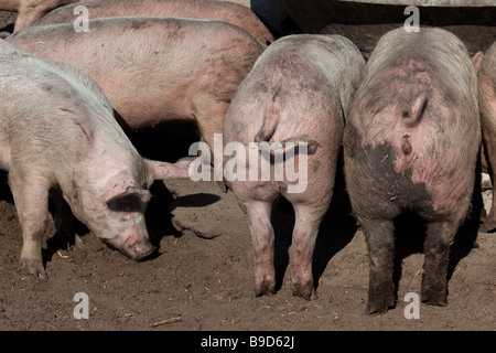 Rückansicht von Schmutz bedeckt Schweine stehend auf einem Futtertrog. Stockfoto