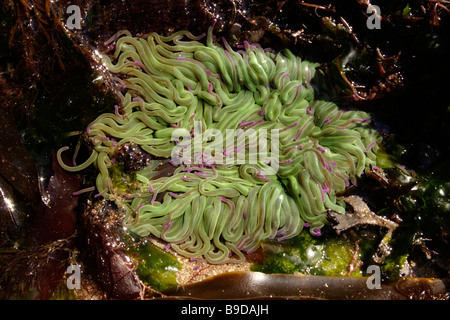 Snakelocks Anemone Anemonia Sulcata zeigt, wie es zusammenbricht, wenn links hoch und trocken durch die Gezeiten UK Stockfoto