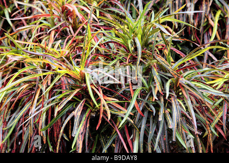 Croton-Pflanze Codiaeum variegatum Stockfoto