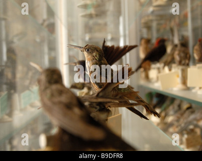 Vogel Ausstellungen am Museum of Natural History, Lille, Frankreich Stockfoto