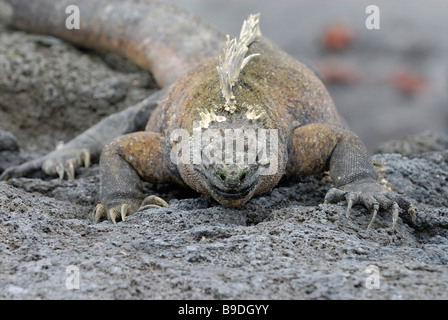 Eine große marine Iguana von den Galapagos-Inseln Stockfoto