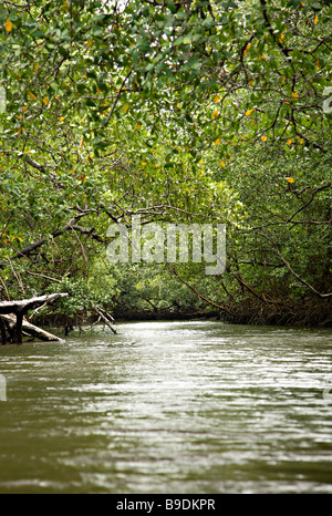 Mangroven Landschaft Canavieiras Bahia Brasilien Südamerika Stockfoto