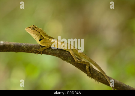 Forest Crested Eidechse Calotes Emma emma Stockfoto