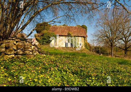 Bauernhaus aus dem 15. Jahrhundert und Teppich von kleinen Schöllkraut Wildpflanzen - Indre-et-Loire, Frankreich. Stockfoto