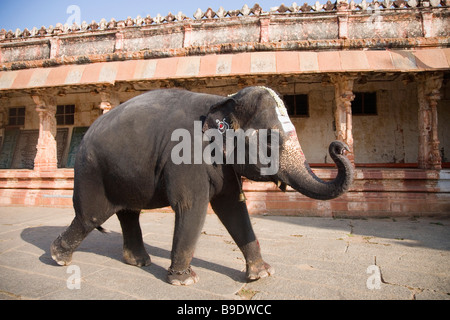 Elefanten zu Fuß vor einem Säulengang Virupaksha-Tempel, Hampi, Karnataka, Indien Stockfoto