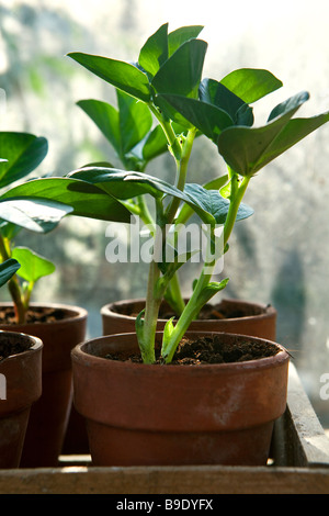 Eine Saubohne Pflanze in einem Tontopf in einem Gewächshaus Stockfoto