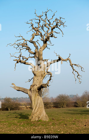 Croft Castle, Herefordshire, Großbritannien. Einer der alten spanischen Kastanienbäume, die im Park gepflanzt wurden und bis 1592 datieren sollen Stockfoto