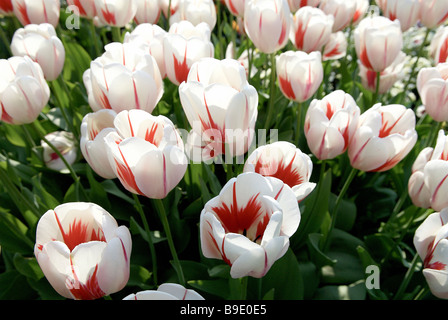 Nahaufnahme von Tulpen im Britzer Garten, Berlin, Deutschland Stockfoto