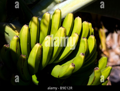 Bananen wurde La Gomera Kanarische Insel The Banana auf die Kanarischen Inseln im 16. Jahrhundert eingeführt. Stockfoto