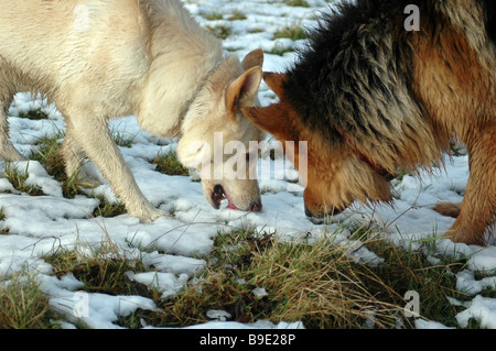 weiße und dreifarbige Deutsch Hirten Essen Schnee Stockfoto