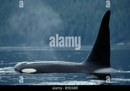 Orque vom Aussterben bedrohte Arten Kanada British Columbia Orca der Killerwal steigt aus dem Wasser Aktion Aktionen allein Antarktis speci Stockfoto