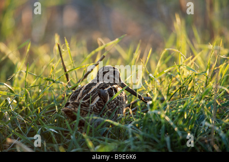 Jagen Sie auf abgeernteten Weizenfeld Stockfoto