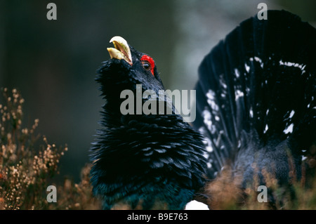 Gauner, männliche Auerhuhn anzeigen Stockfoto