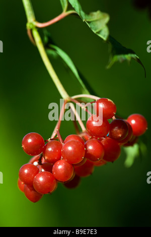 Viburnum Opulus, Guelder Rose - Obst Stockfoto